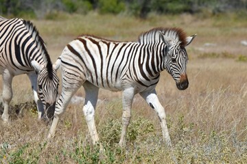 Steppenzebra (Equus quaga) im Etoscha Nationalpark in Namibia.