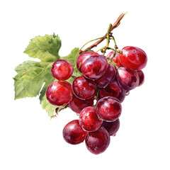 Fototapeta premium A cluster of vibrant red grapes on a stem, with a leaf