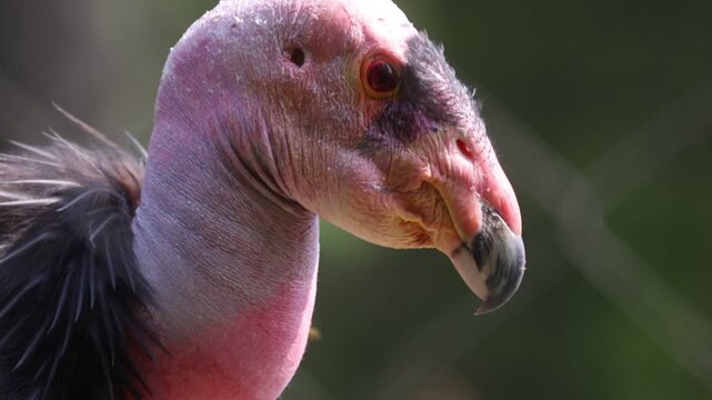 California Condor On A Sunny Day