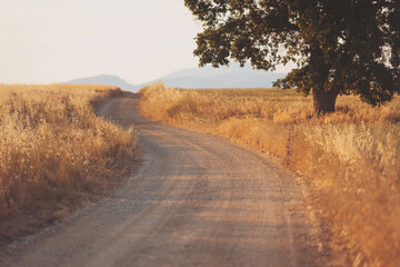 Winding dirt road meanders through golden fields under the warm glow of a setting sun in a serene landscape