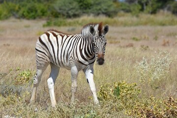 Steppenzebra (Equus quaga) im Etoscha Nationalpark in Namibia.