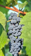 Ripe grapes on the vine