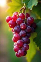 Fototapeta premium Close-up shot of ripe red grapes on the vine, ready for harvest to be used in the production of fine wine , glass of wine, wine bottle