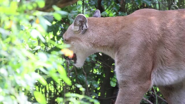 Puma Pacing In The Zoo