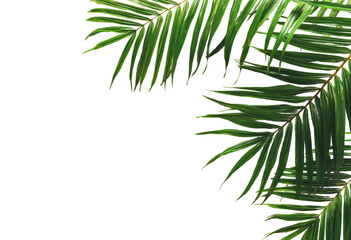 Fototapeta premium Close-up of vibrant green palm fronds against a dark background, forming a corner