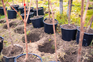 Young trees in black plastic pots are lined up next to freshly dug holes ready to be planted in the...