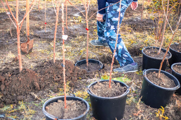 A man plants a small tree in a pot in a prepared hole in the garden. Growing a nursery.