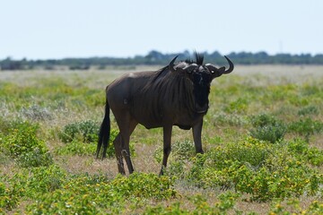 Streifengnu (connochaetes taurinus) im Etoscha Nationalpark in Namibia.