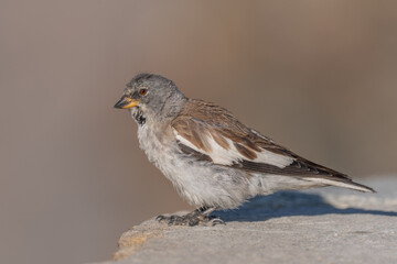 White-winged Snowfinch (Montifringilla nivalis) perched on a rock in a natural habitat during winter season