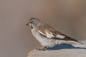 White-winged Snowfinch (Montifringilla nivalis) perched on a rock in a natural habitat during winter season