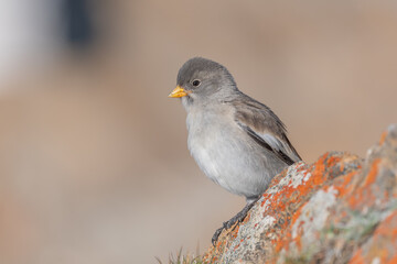 Young white-winged Snowfinch (Montifringilla nivalis) perched on a rock surrounded by a blurred natural background during a calm day in the mountains