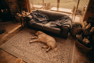 A cozy living room interior in a private home with a stained-glass window, a gray sofa, and a yellow Labrador retriever lying on a large rug.

