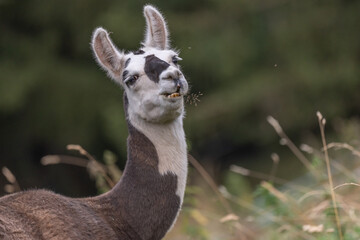 Curious llama grazes in a vibrant green field on a sunny afternoon in the countryside