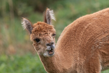 Close-up of a guanaco grazing in natural habitat during daylight