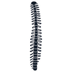 Spinal Column in Illustration: A detailed anatomical illustration depicts the human spinal column, a vital structure supporting the body and protecting the spinal cord.