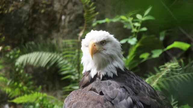 Bald Eagle with One Eye Closed In An Enclosure