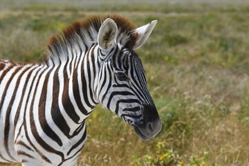Steppenzebra (Equus quaga) im Etoscha Nationalpark in Namibia.