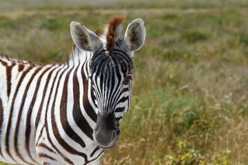Steppenzebra (Equus quaga) im Etoscha Nationalpark in Namibia.