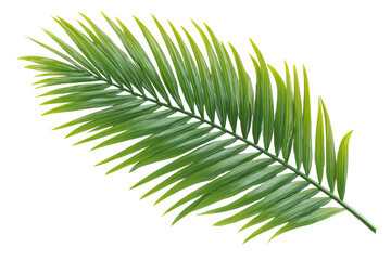 Obraz premium Close-up of a vibrant green palm frond (1)
