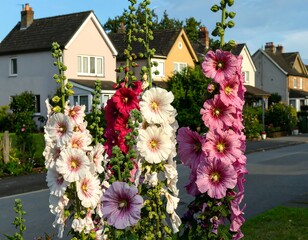Fototapeta premium Colorful flowers in a suburban neighborhood setting