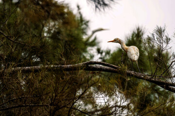 Cattle Egret (Ardea ibis)