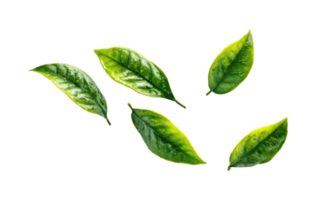 Close-up of several fresh green tea leaves scattered against a black background