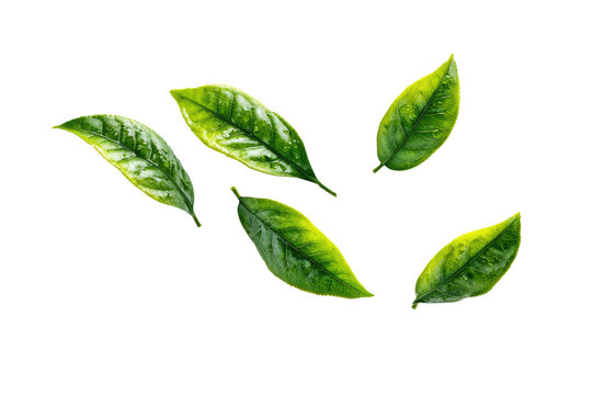 Close-up of several fresh green tea leaves scattered against a black background
