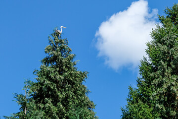 Heron in a green tree against blue sky
