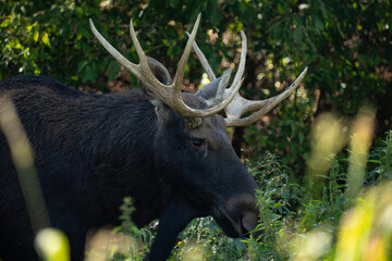 Portrait of a moose with big antlers