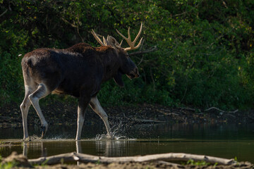The great moose walking in the waters of the Vistula River.