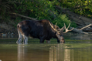 A moose standing in the river drinking water. Large antlers.