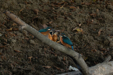 Three kingfishers on a branch