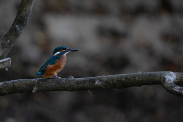 Kingfisher
Alcedo atthis