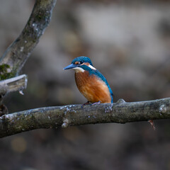 Kingfisher
Alcedo atthis