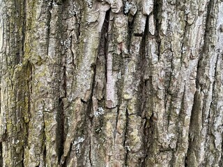 bark of a tree