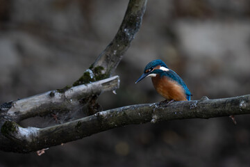 Kingfisher
Alcedo atthis