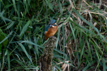 Kingfisher
Alcedo atthis
