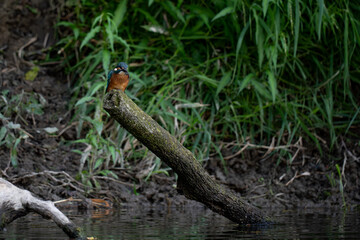 Kingfisher
Alcedo atthis