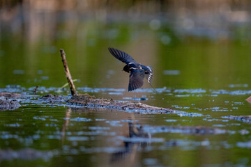 swallow in flight