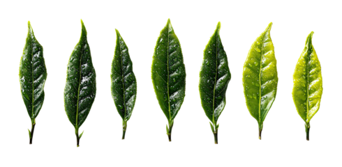 Green tea leaves in various stages of growth, arranged in a row against a black background