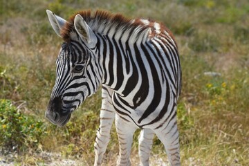 Steppenzebra (Equus quaga) im Etoscha Nationalpark in Namibia.