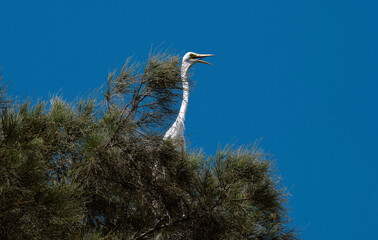 Great Egret (Ardea alba)