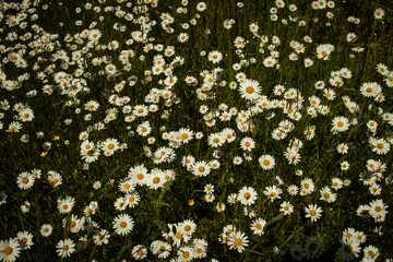 floral background with flowers