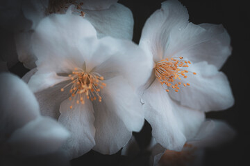 white and yellow flower