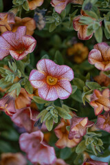 pink and yellow flowers