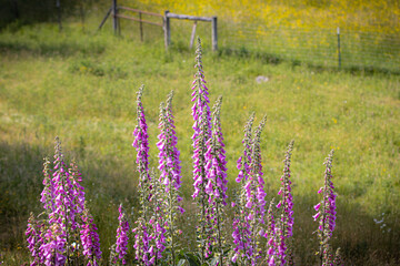 Foxglove on the farm