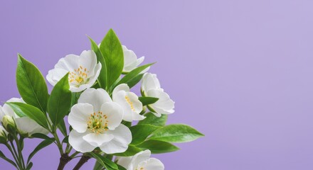 White Blossoms on Lavender - Delicate white flowers and vibrant green leaves against a soft lavender background. Symbolizing purity, new beginnings, growth, serenity, and spring