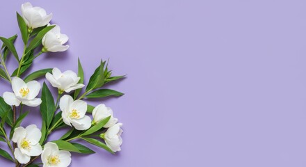 White Jasmine Flowers on Lavender Background - Delicate white jasmine blossoms arranged on a soft lavender background. Perfect for spring or wedding themes