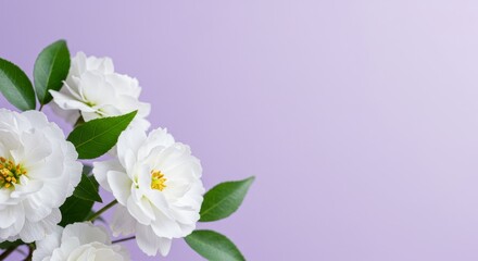 White Roses on Lavender Background - Close-up of delicate white roses with green leaves against a soft lavender background. Perfect for greeting cards, websites, or blogs