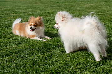 Two playful spitz puppies enjoying a sunny day on green grass, radiating joy and energy while engaging in friendly interactions and showcasing their vibrant personalities